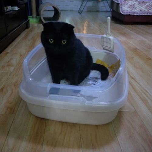 Customer photo review of Furrytail Michu Natural Clumping Tofu Cat Litter 2.5kg/6L