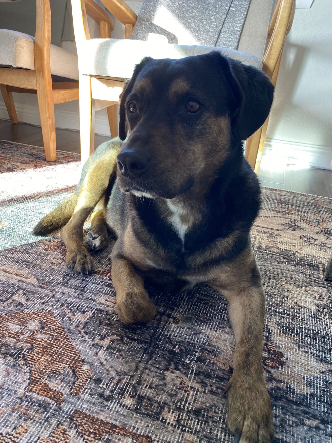 Customer photo review of Distressed Vintage Cezanne Rabbit Gray Inca Gold Area Rug