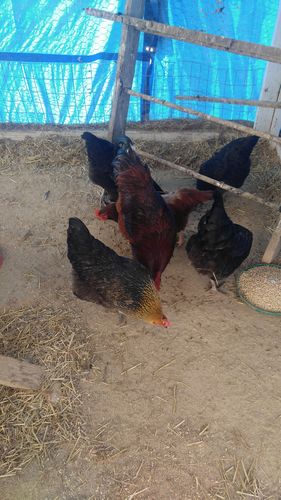 Customer photo review of GrubTerra Dried Larvae