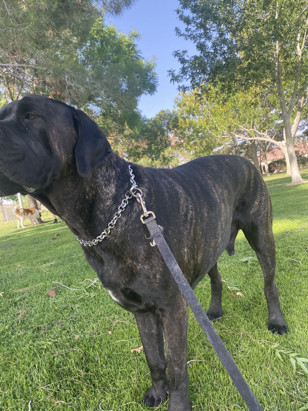 Customer photo review of THE ROLLA