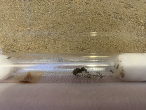 Customer photo review of Lasius niger colony