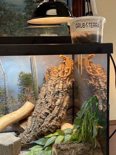 Customer photo review of GrubTerra Fresh Black Soldier Fly Larvae for Reptiles