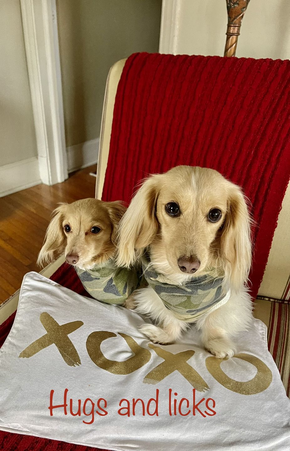 Customer photo review of Give A Dog A Bone!