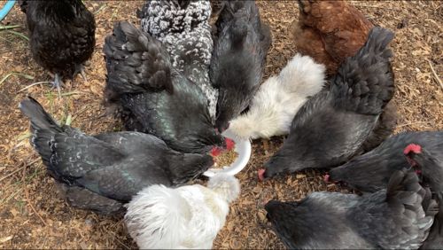 Customer photo review of GrubTerra Dried Larvae