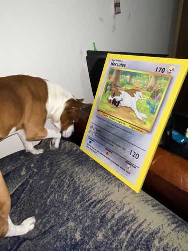 Customer photo review of Number of Pokepets and Trainers