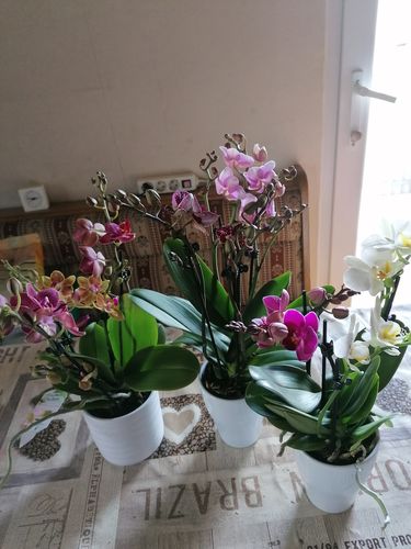 Customer photo review of 3er Set - Cocktail Orchidee, mit zwei verschiedenen Farben pro Topf