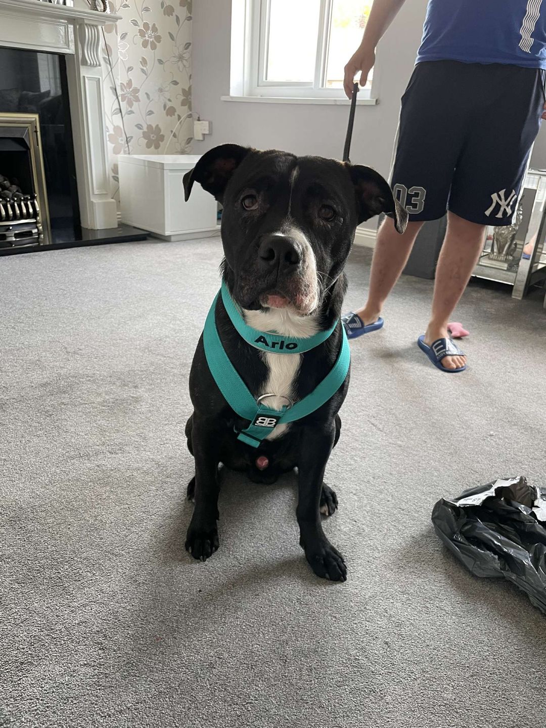 Customer photo review of 5cm RR Collar | Soft Padded & Reflective | Series 2 - Turquoise