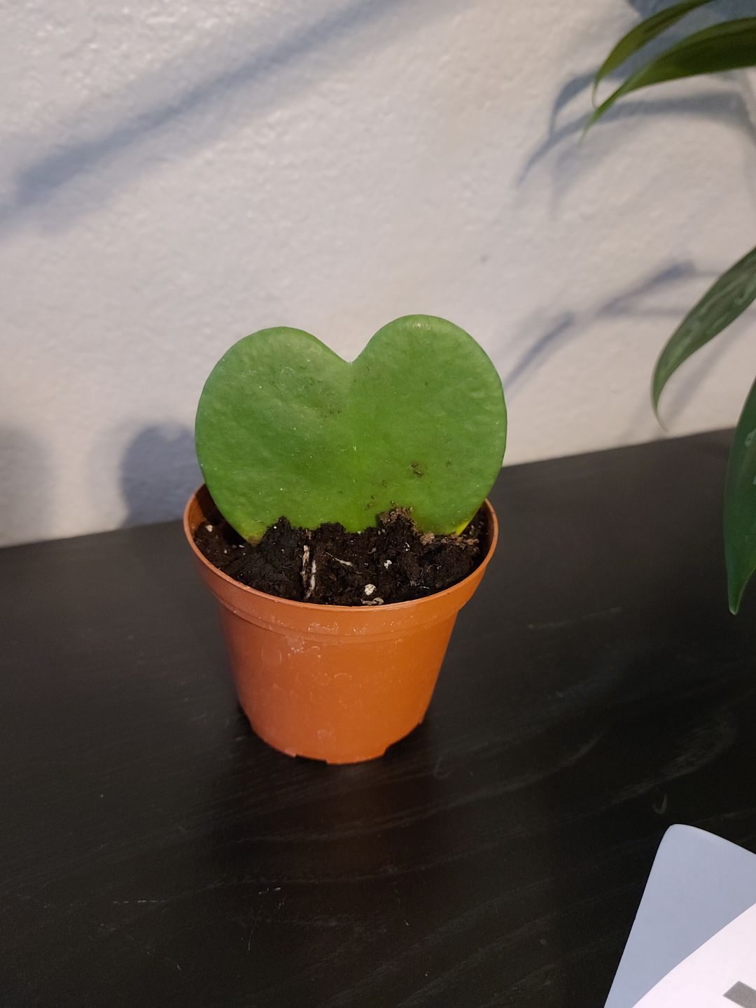 Customer photo review of 3" Hoya Kerri