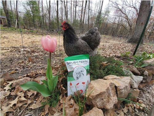 Customer photo review of GrubTerra Dried Larvae