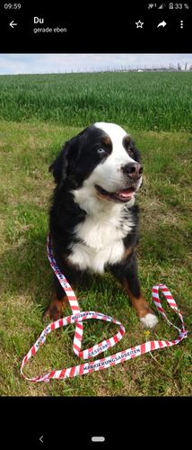 Customer photo review of Markierungsarbeiten - Hundeleine