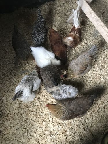 Customer photo review of GrubTerra Dried Larvae