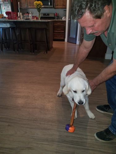 Customer photo review of 12 inch Standard Bully Sticks