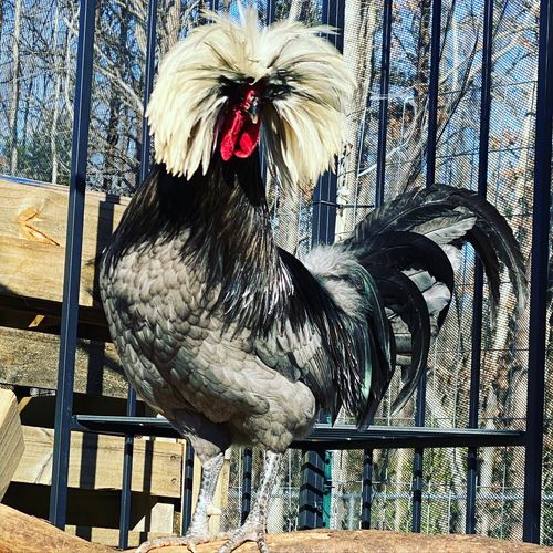 Customer photo review of GrubTerra Dried Larvae