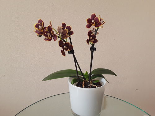 Customer photo review of Table Dance - Papageno mit braun-gelb Blüten und 2+ Stiele