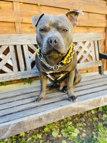 Customer photo review of COLLIER + LAISSE "BLACK & YELLOW ARMY"