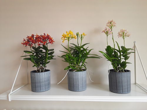 Customer photo review of 3er Set - Epidendrum Nordic Fire