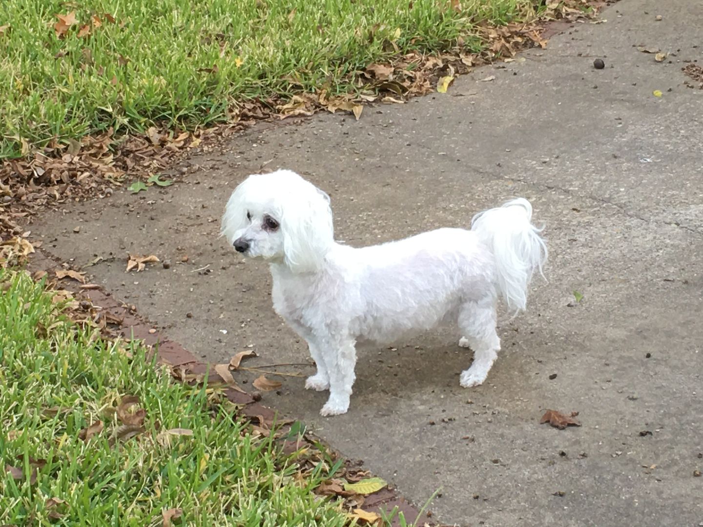 Customer photo review of Royal Canin Veterinary Diet - Hepatic. Canned Dog Food.