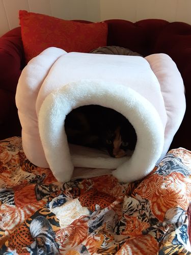 Customer photo review of Furrytail Little Snail Cat Bed