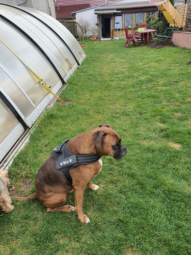 Customer photo review of Pfotenlove - Personalisiertes Anti-Zug Sicherheitsgeschirr – Premium Ausgabe