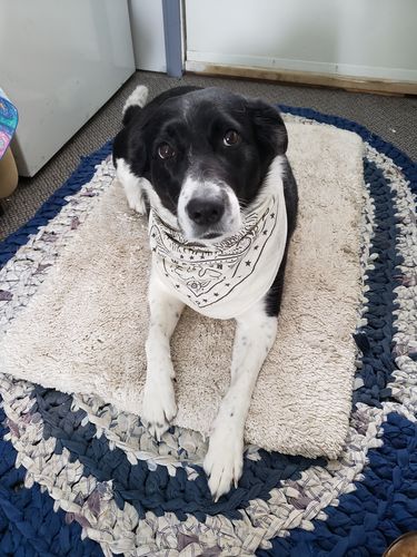 Customer photo review of 22"  Log Dog Bandana