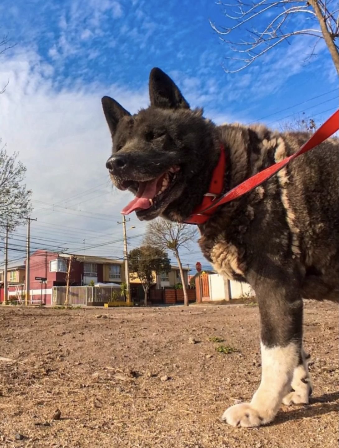 Customer photo review of Collar Duke Rojo/Negro
