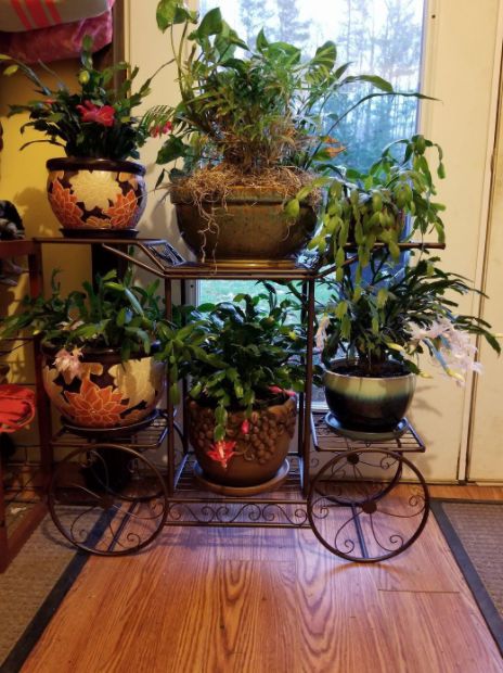 Customer photo review of 6-Tier Cart Planter Stand, Outdoor Flower Rack