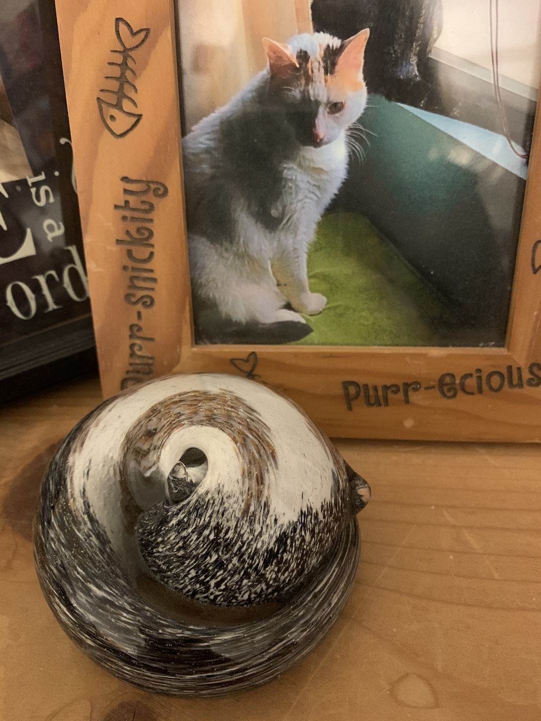 Customer photo review of Calico Sleeping Cat with Infused Cremation Ashes