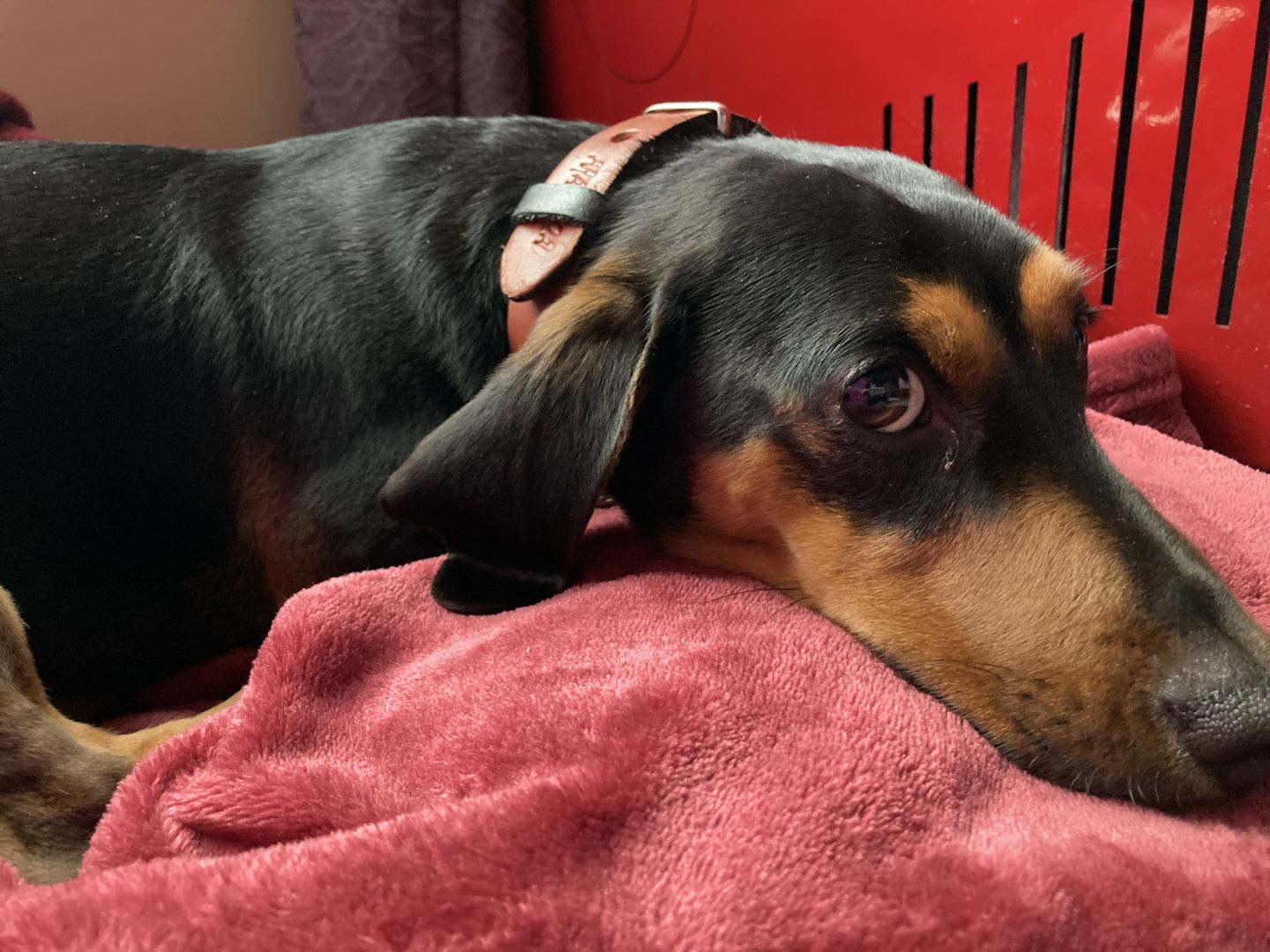 Customer photo review of Collar Duke Whisky/Negro