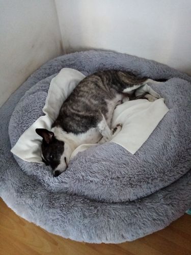 Customer photo review of Hundebett Kuschelwolke  mit kuscheligem Plüsch herausnehmbares Kissen einfarbig