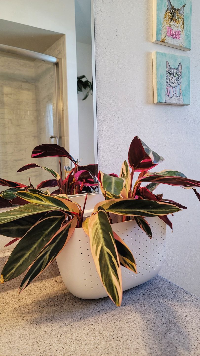 Customer photo review of Eco White Wall Planter (Estimated shipping 6/1)