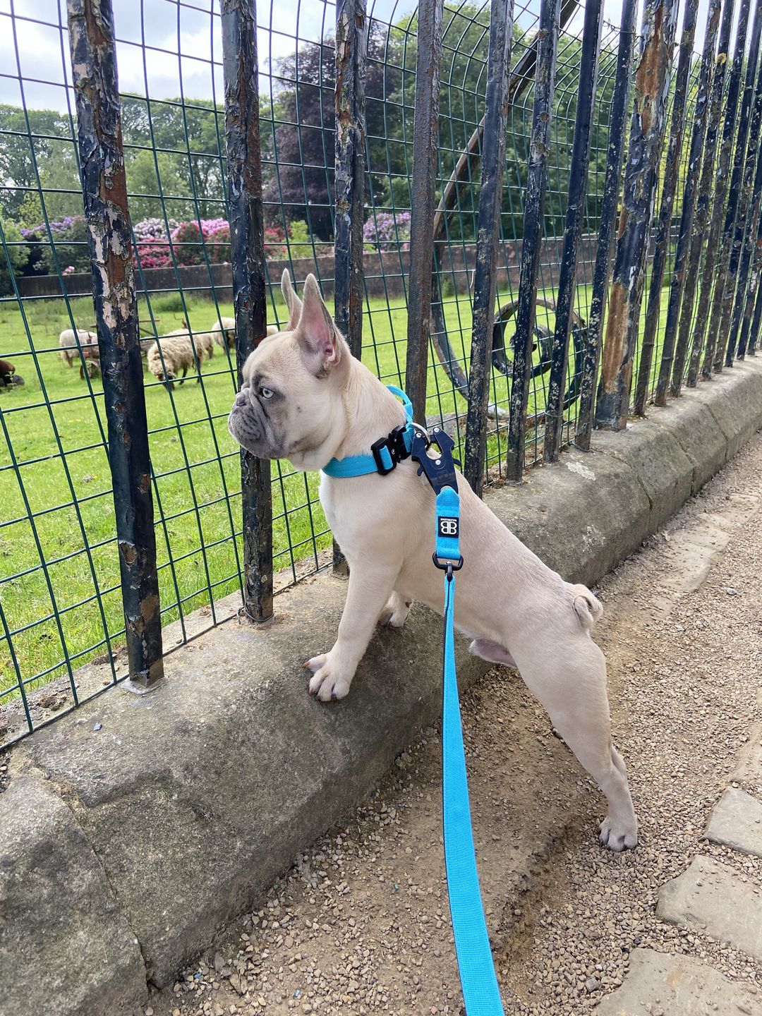 Customer photo review of 2.5cm Combat® Collar | With Handle & Rated Clip - Light Blue v2.0