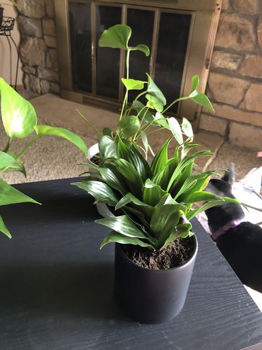 Customer photo review of Janet