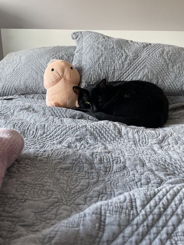 Customer photo review of PeePee Pillow