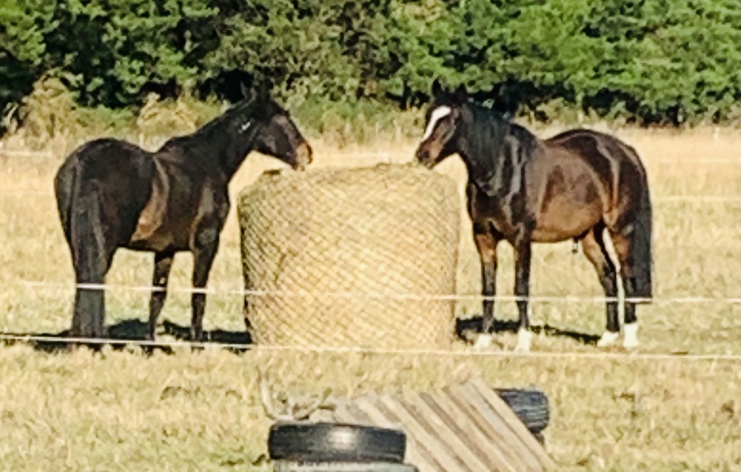 Customer photo review of Silage Bale Hay Net