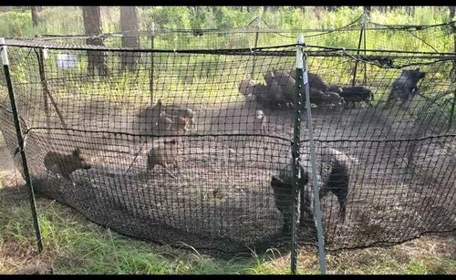 Customer photo review of Pig Brig Trap System