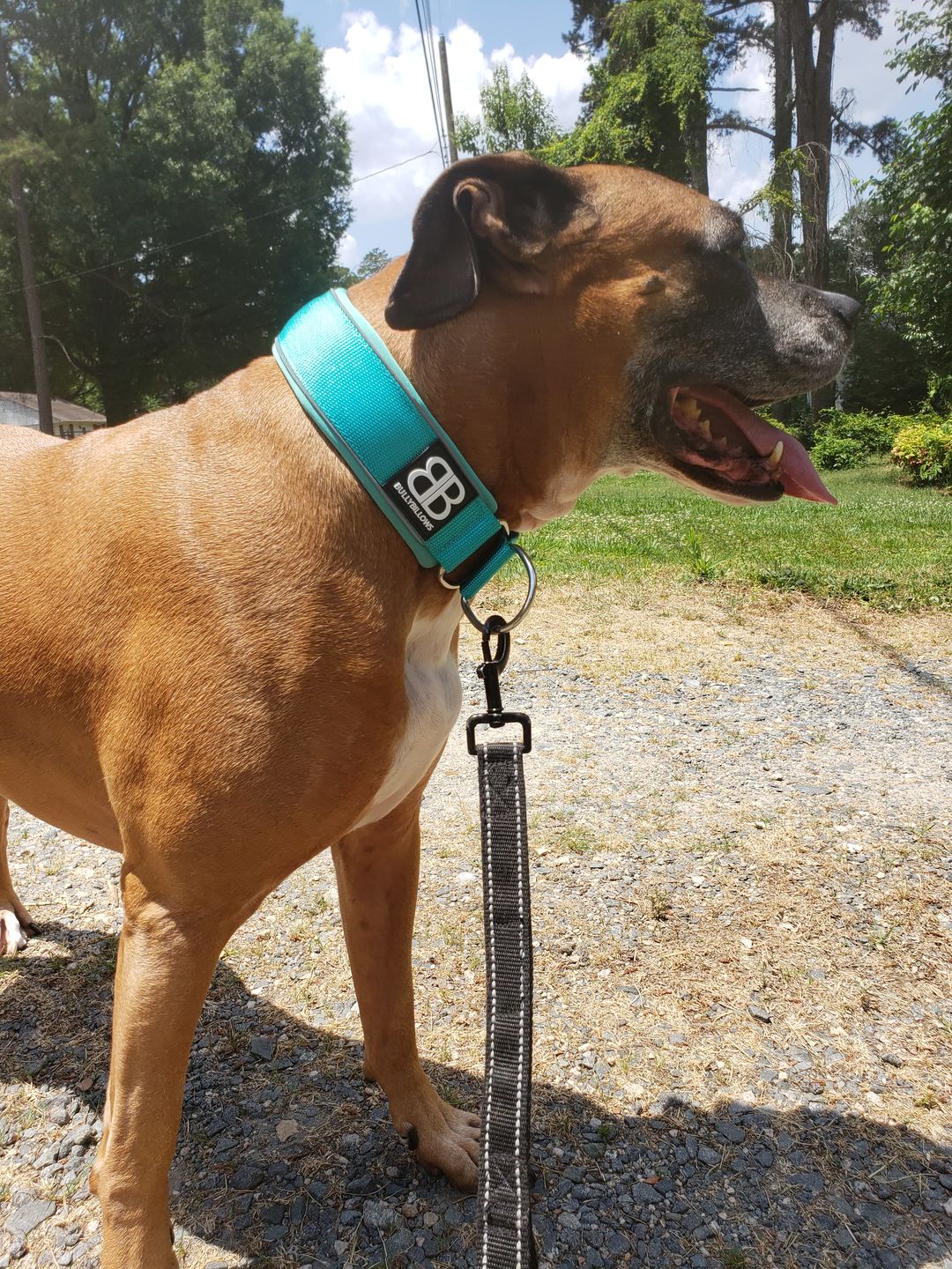 Customer photo review of 5cm RR Collar | Soft Padded & Reflective | Series 2 - Turquoise