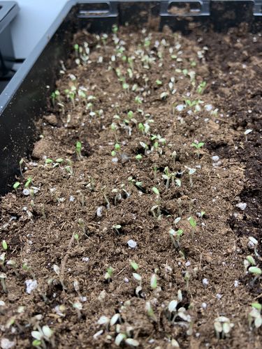 Customer photo review of 16,500 Heirloom Vegetable Seeds 40 Variety Kit with FREE SHIPPING