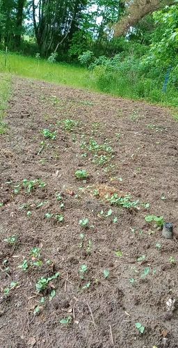 Customer photo review of 16,500 Heirloom Vegetable Seeds 40 Variety Kit with FREE SHIPPING