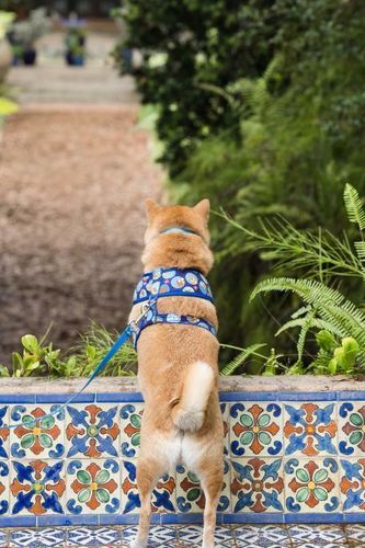 Customer photo review of Shiba dog harness/ Blue Boy dog harness vest
