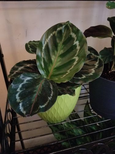 Customer photo review of Calathea Roseopicta 'Medallion'