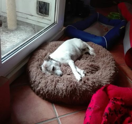 Kundenbewertung mit Foto zu BELISY Bachblüten Globuli für Hunde & Katzen - gegen Juckreiz - 10 g