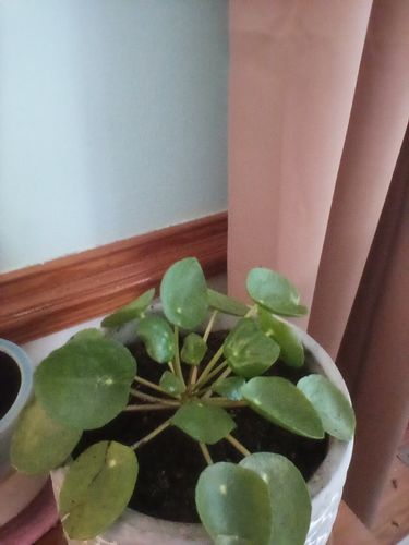 Customer photo review of Chinese Money