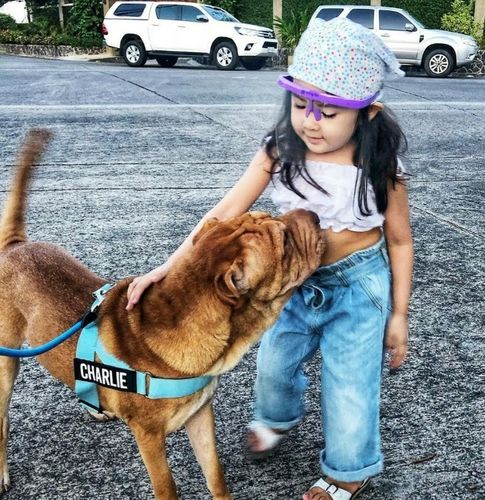 Customer photo review of DF Co. Sky Blue Dog Harness