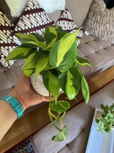 Customer photo review of Philodendron 'Brasil'