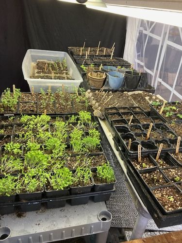 Customer photo review of 16,500 Heirloom Vegetable Seeds 40 Variety Kit with FREE SHIPPING