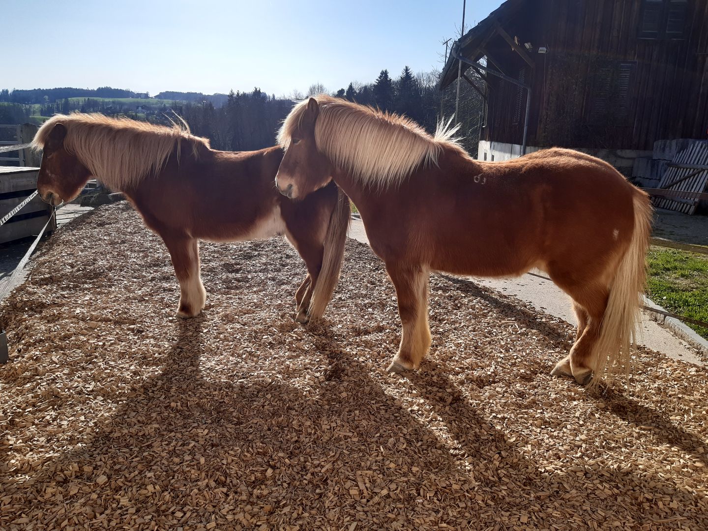 Customer photo review of Für Hunde - Hanf Pur Canis - 2.5% CBDa - 1'500 g