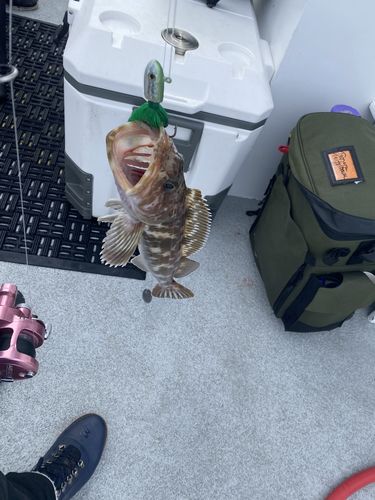 Customer photo review of GOOFISH® Solid Nano 6'6" Best Slow Pitch Jigging Fuji Saltwater Jig Pole Light Micro Shore Jigging Rod Offshore Jigging Fishing Rods