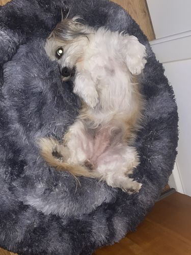 Customer photo review of Puppery Kuschelbett - Das Original