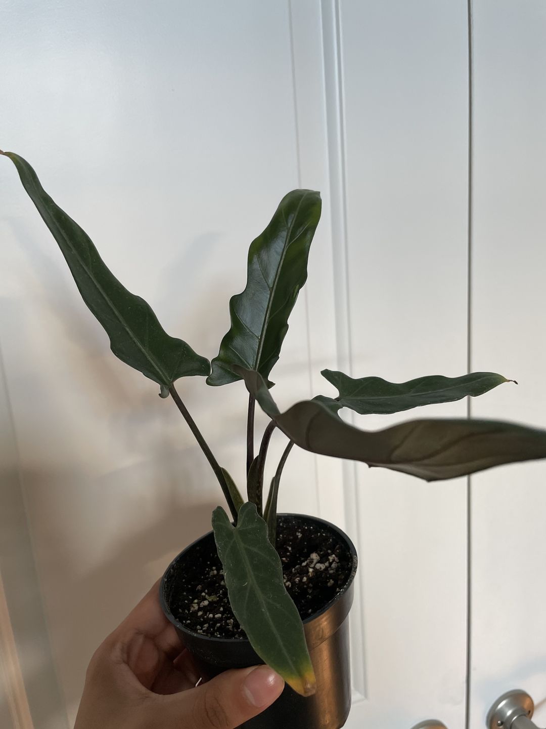 Customer photo review of 4" Alocasia Lauterbachiana
