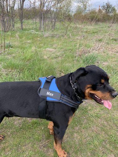 Customer photo review of Pfotenlove - Personalisiertes Anti-Zug Sicherheitsgeschirr – Premium Ausgabe